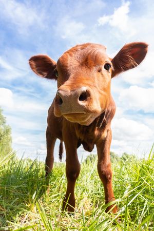 Brown cow on green grass field under blue sky