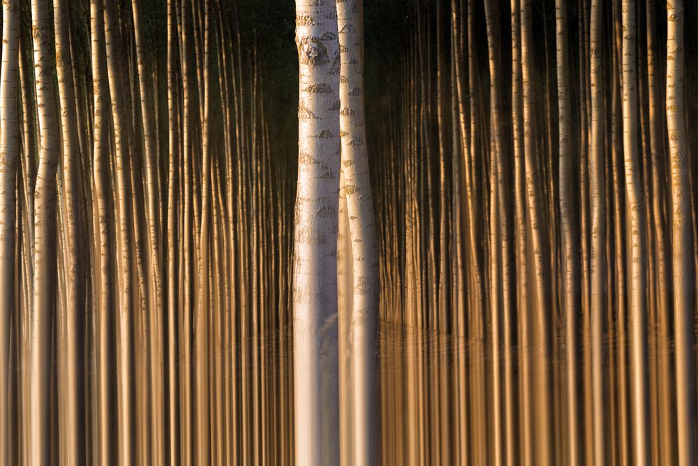 Woods of trees with long trunks