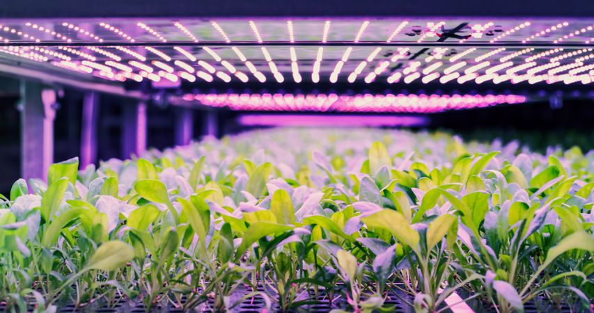 Vertical Farming Rack with Green Spinach Growing in a Hydroponics System. LED Lamps Producing Ultraviolet Artificial Sunlight. Modern Agriculture Technology with Efficient Use of Renewable Energy