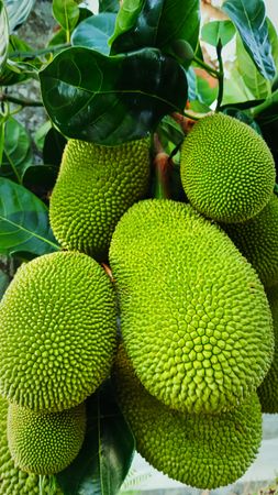 Jackfruit tree