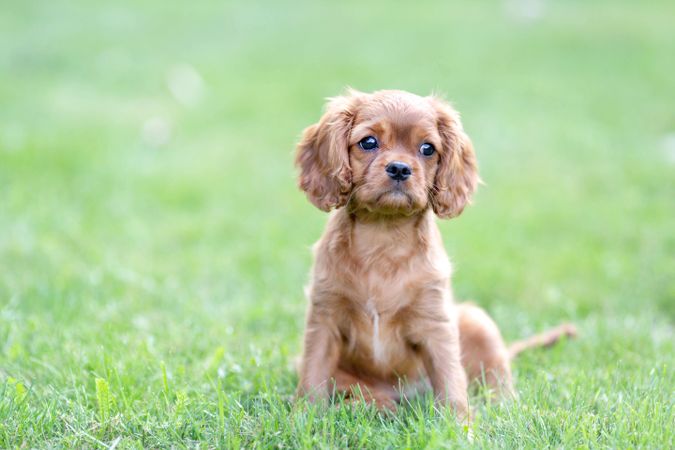 Cavalier spaniel in the grass