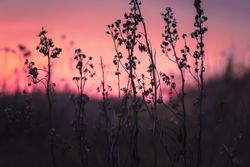 Silhouette of delicate dry plant at sunset or sunset