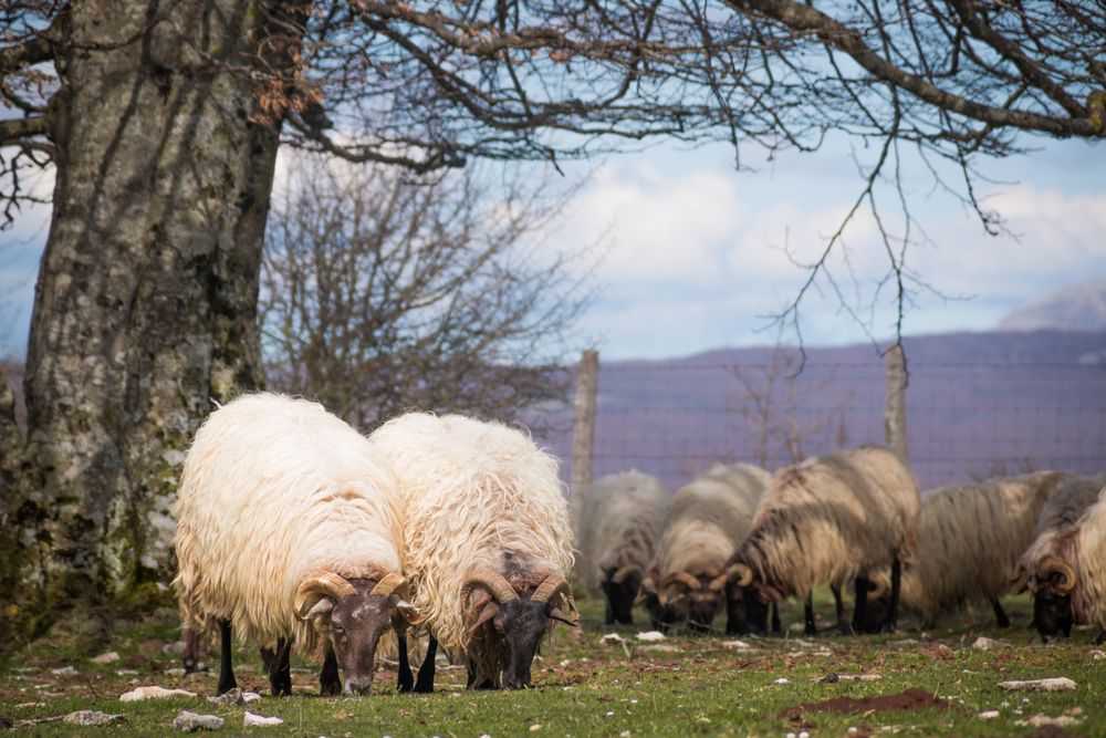Herd of mountain sheep in field