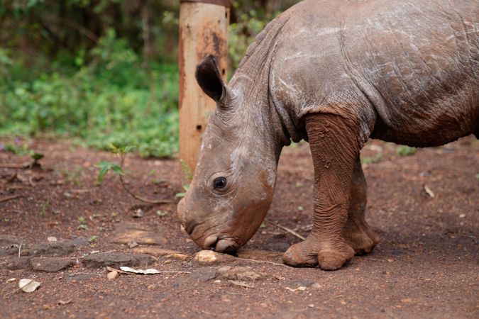 Brown rhinoceros walking on brown soil