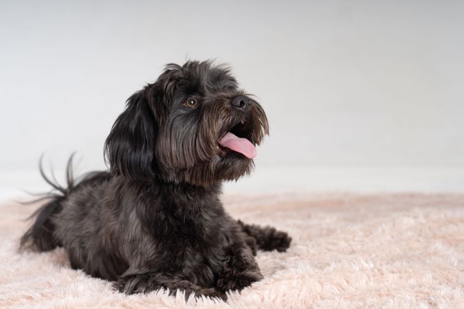 Cute small Havanese dog on pink rug
