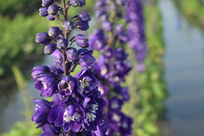 Delphinium Elatum Flower at Zhongshe Flower Market in Taichung, Taiwan