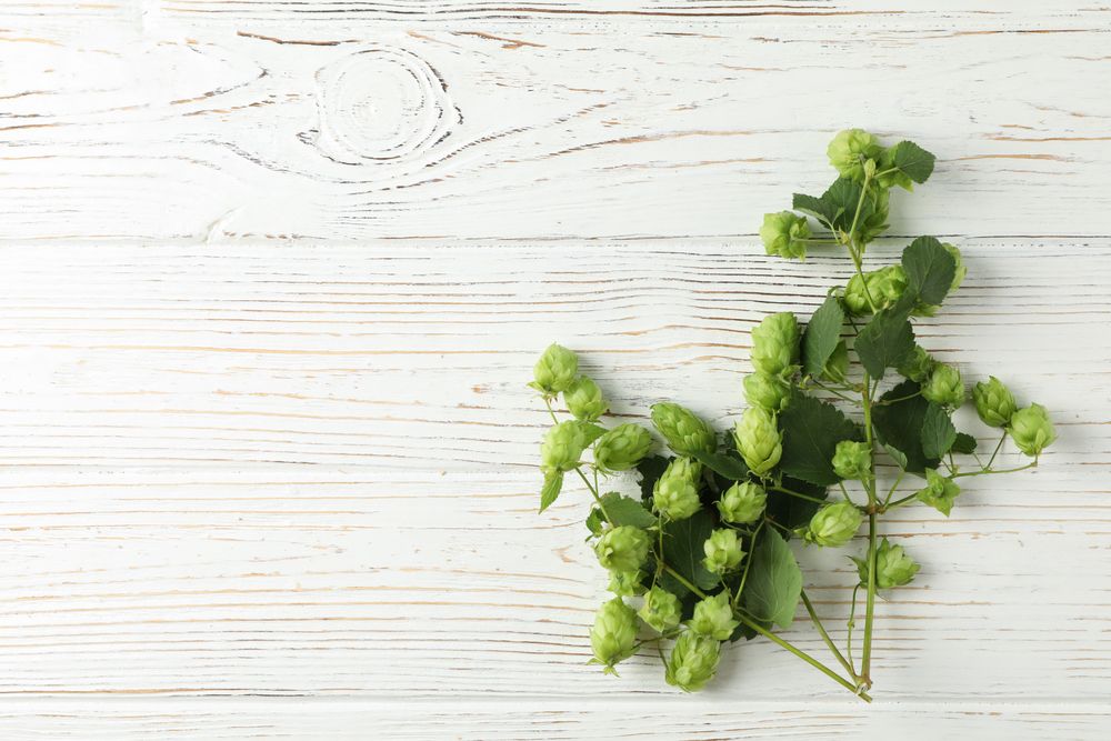 Branch of hop on wooden background, space for text