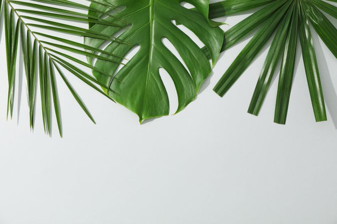 Different palm leaves on grey background, copy space
