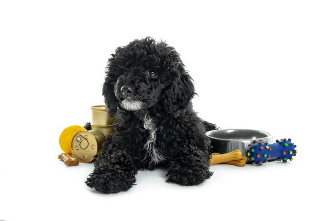 Dog lying with cans of food, a bowl and toys