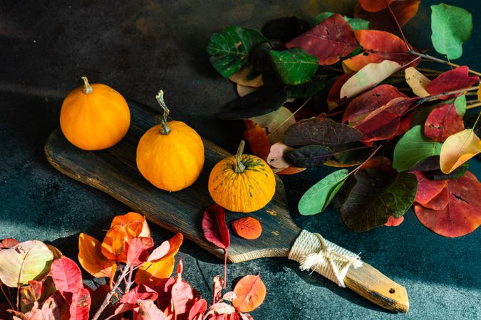 Colorful autumn leaves on dark table with board of gourds