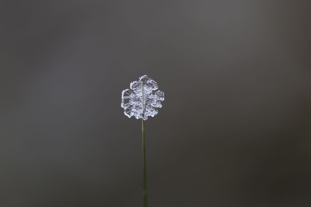 Close up of ice formation on foliage