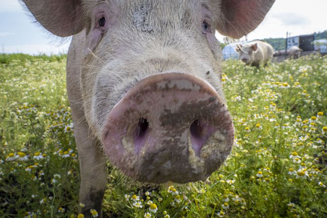 Copake, New York - May 19, 2022: Front of face of pig in daisy field