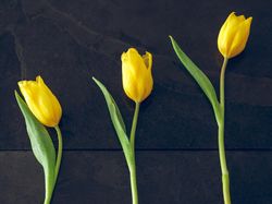 Yellow tulips on dark surface