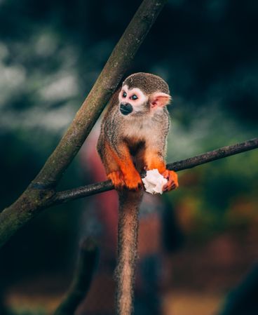 Squirrel monkey perching on branch