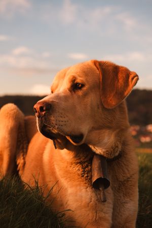 Dog between field and blue sky