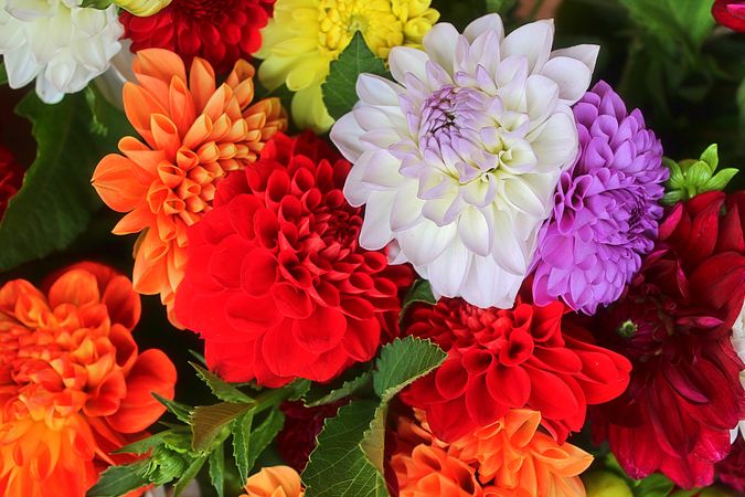 Beautiful flowers in a european garden in different colors