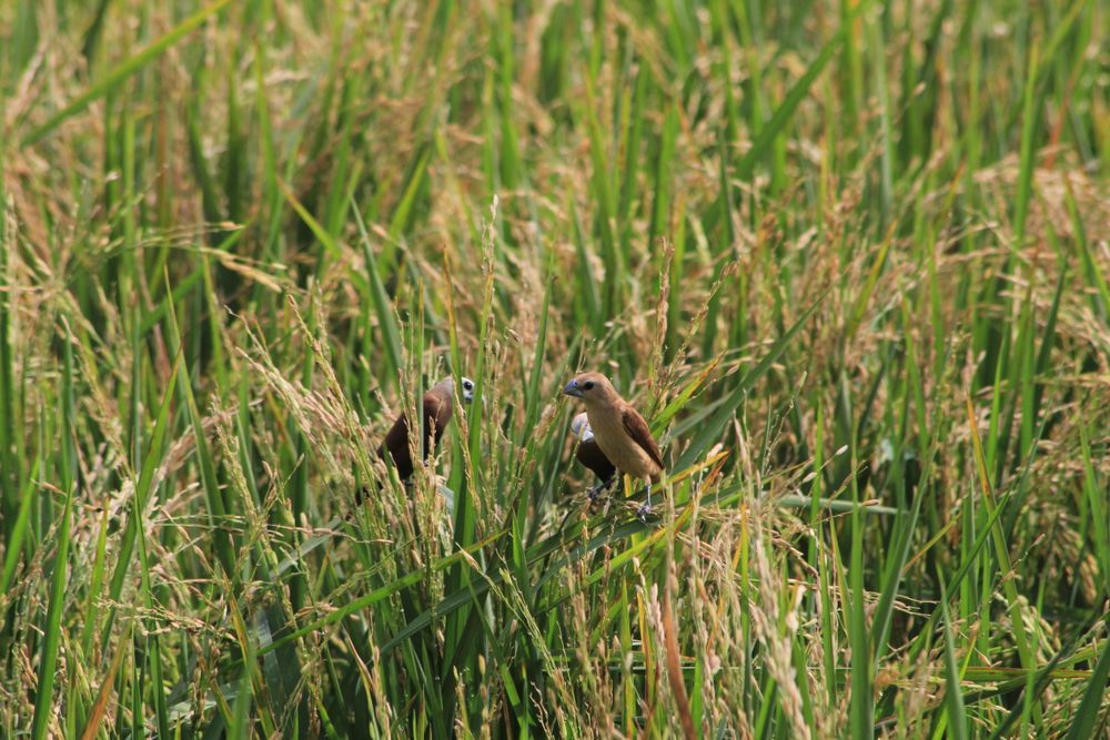 Bird In The Rice Field