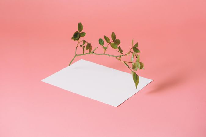 Paper card note on bright pastel pink sunlit background with branch