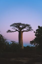 Wonderful sunset among giant baobabs
