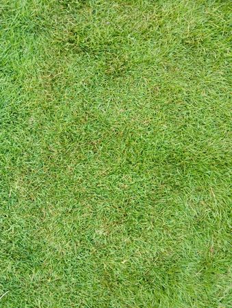a potrait green grass background with natural light in the morning