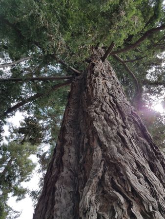Iconic Californian redwood tree