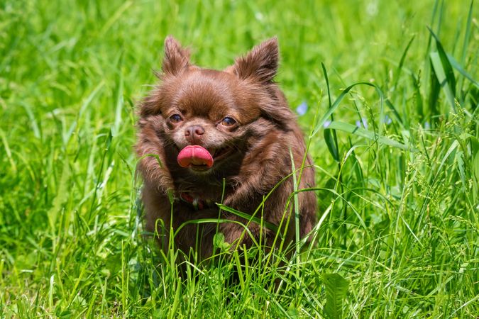 Brown chihuahua puppy on green grass field