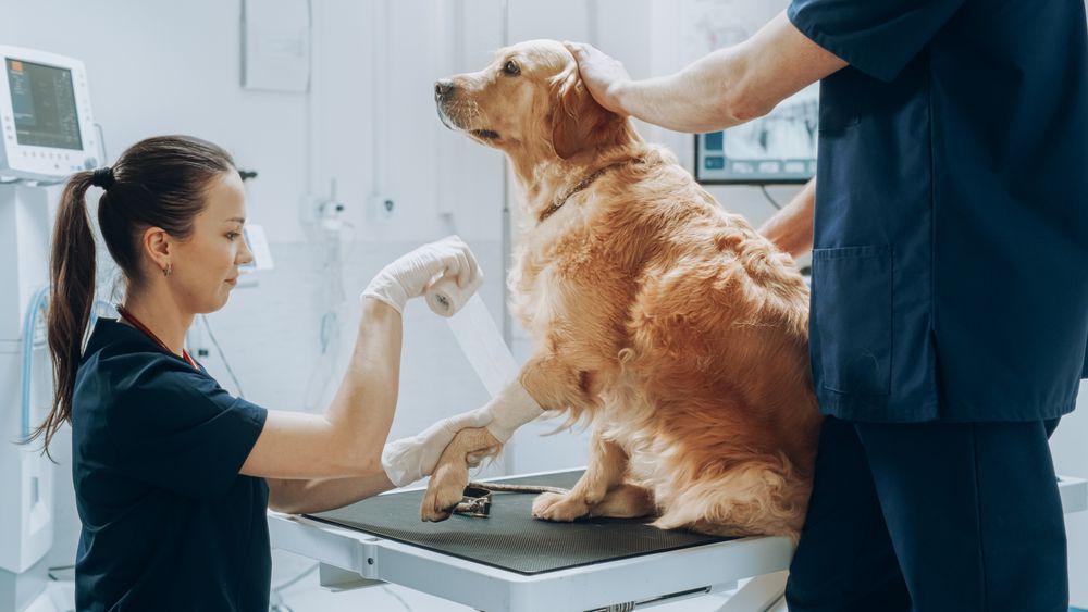 Female and Male Veterinarians Treating a Small Wound on a Foreleg of a Golden Retriever.