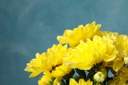 Beautiful yellow chrysanthemums on blue background, space for text