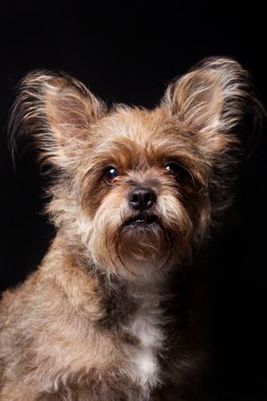 Amazing dog staring at camera