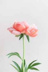 Peony and stem on light background