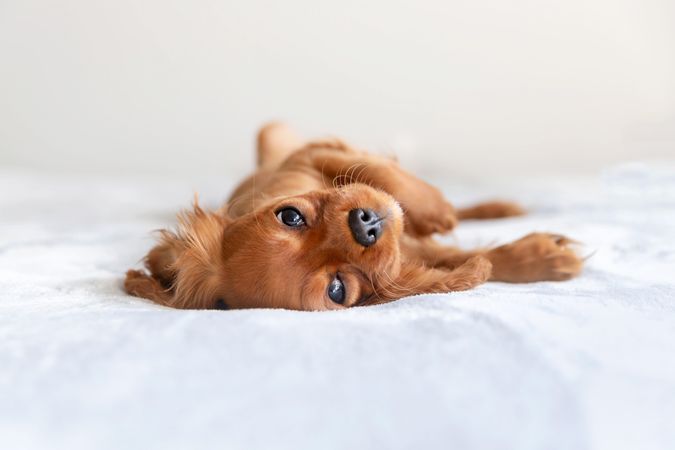 Cavalier spaniel rolled over on side in bed