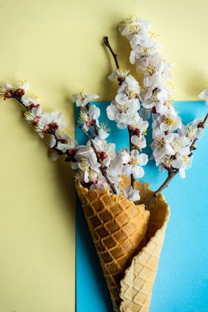 Spring floral concept with apricot blossom in waffle cone