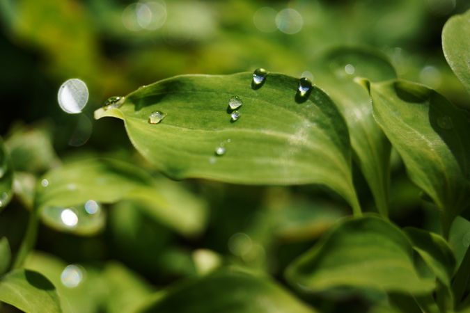 Water drops on green leaves