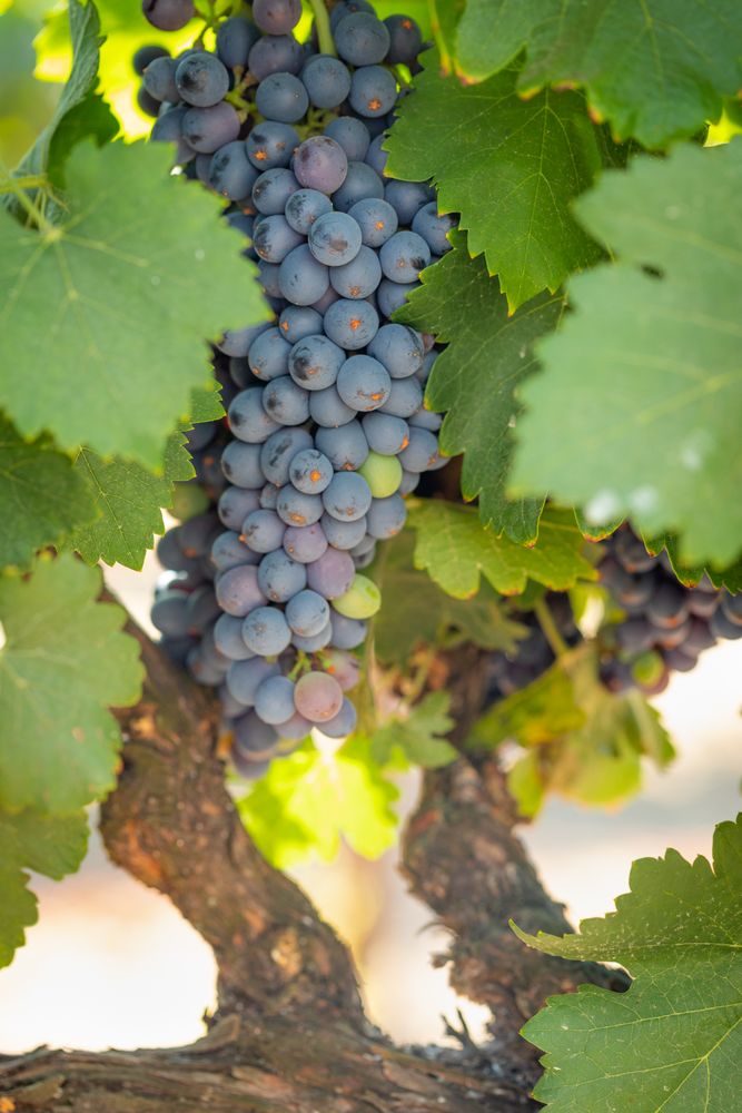 Vineyard with Lush, Ripe Wine Grapes on the Vine Ready for Harvest