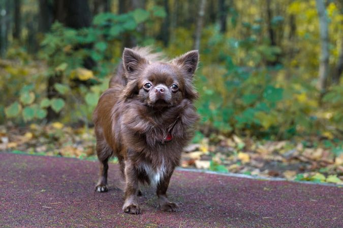 Dark Pomeranian mix puppy on dirt road