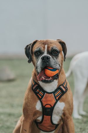 Friendly dog playing with ball in street