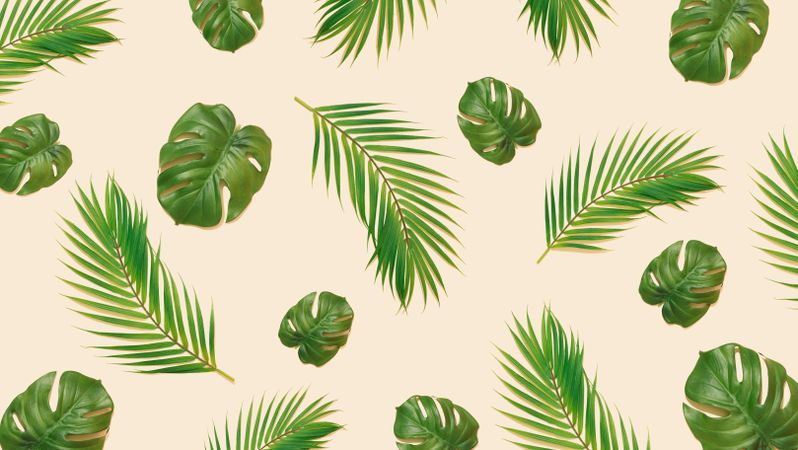 Pattern of monstera and palm leaves on beige background