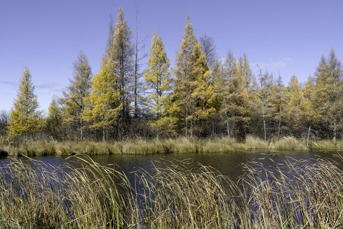 Tamarack trees in Itasca County, Minnesota