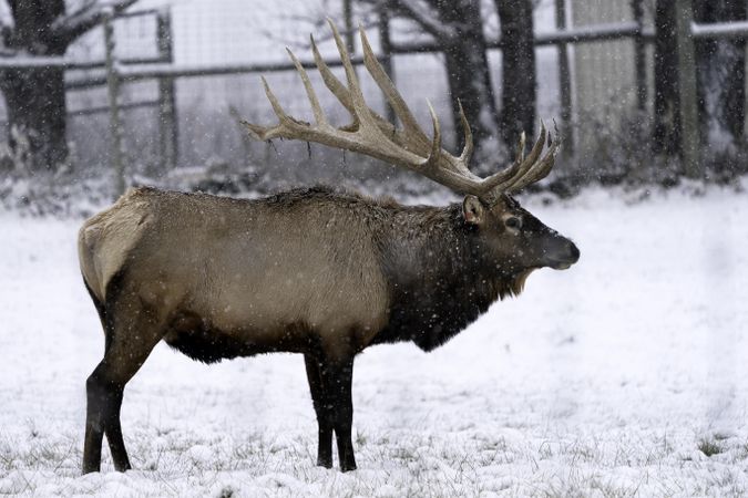 A side view of a buck on a snowy day