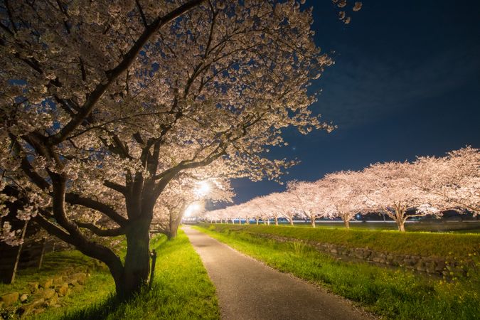 Pink trees aligned on green grass during night