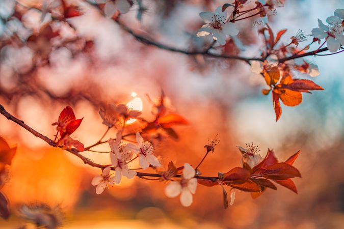Branch of red cherry blossom in amber tones, landscape shot