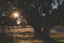 Big green tree on field in summer