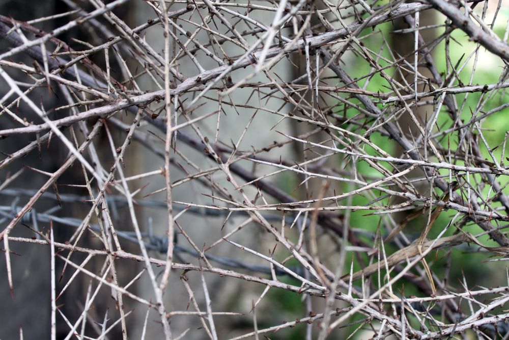 Thorny branches wild in nature