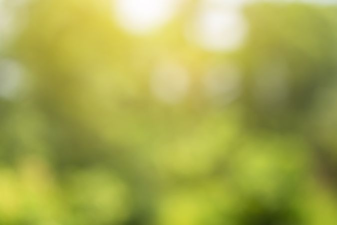 blur green trees in forest