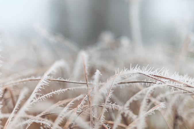 Long frozen grass in the wintertime