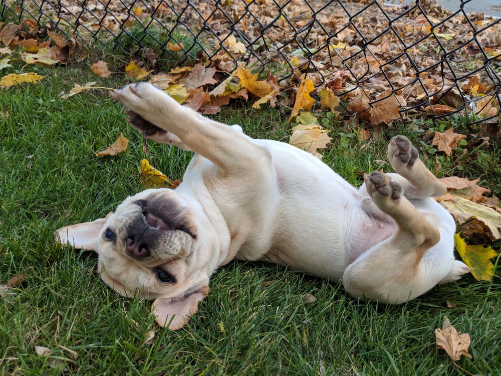 Light French bulldog  lying on it's back on green grass