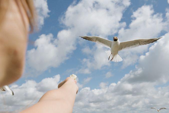 Woman feeding seagull on coast