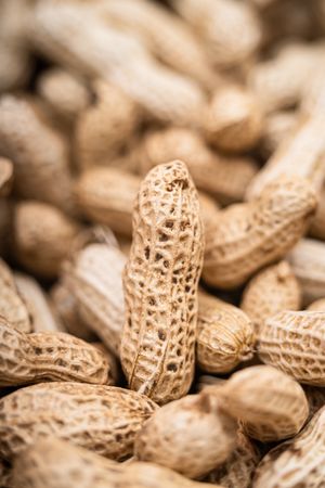 Freshly harvested and sun-dried peanuts