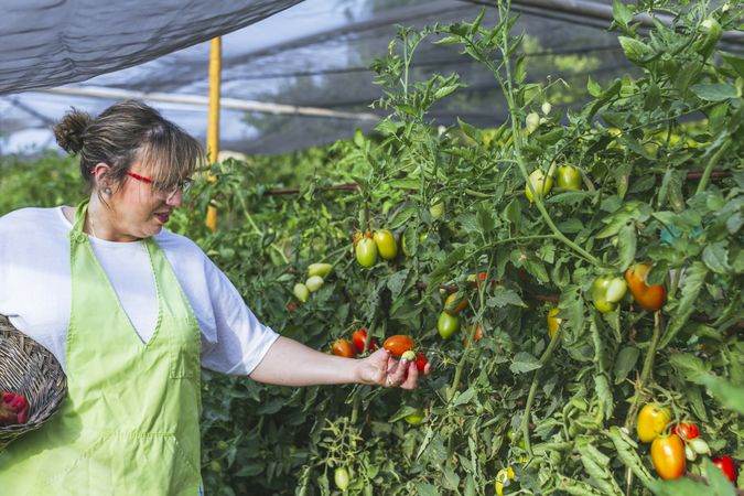 Gardener in apron harvesting vegetables from bushes in basket