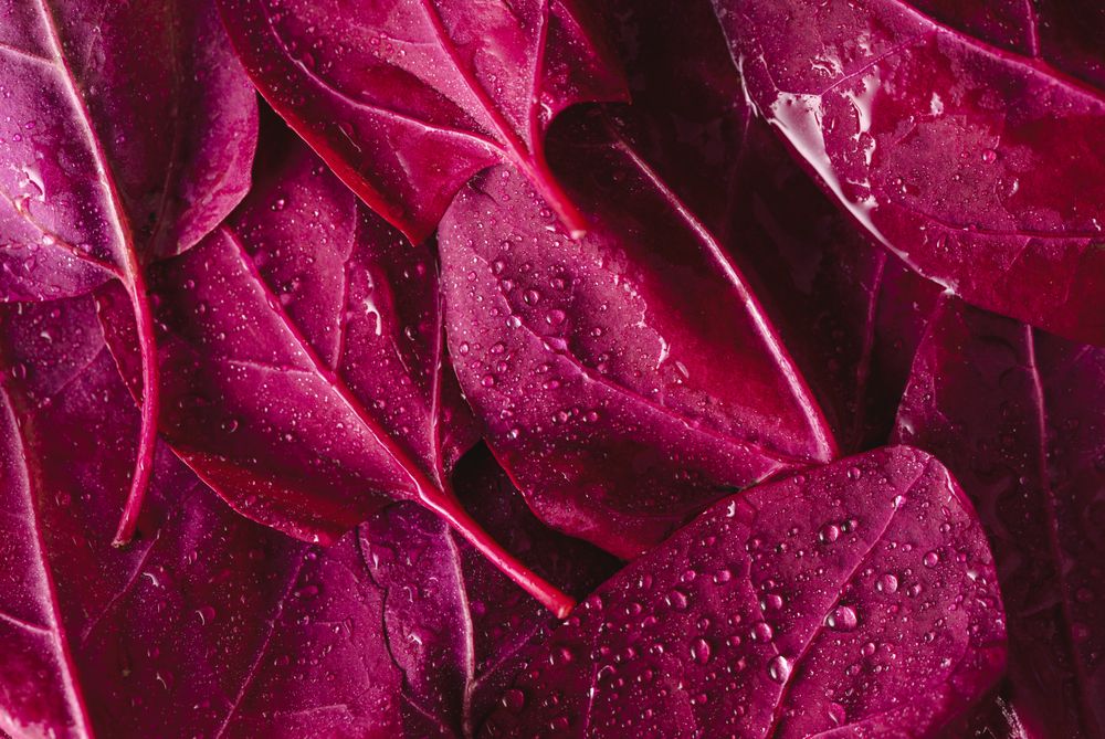 Red orache leaves close-up
